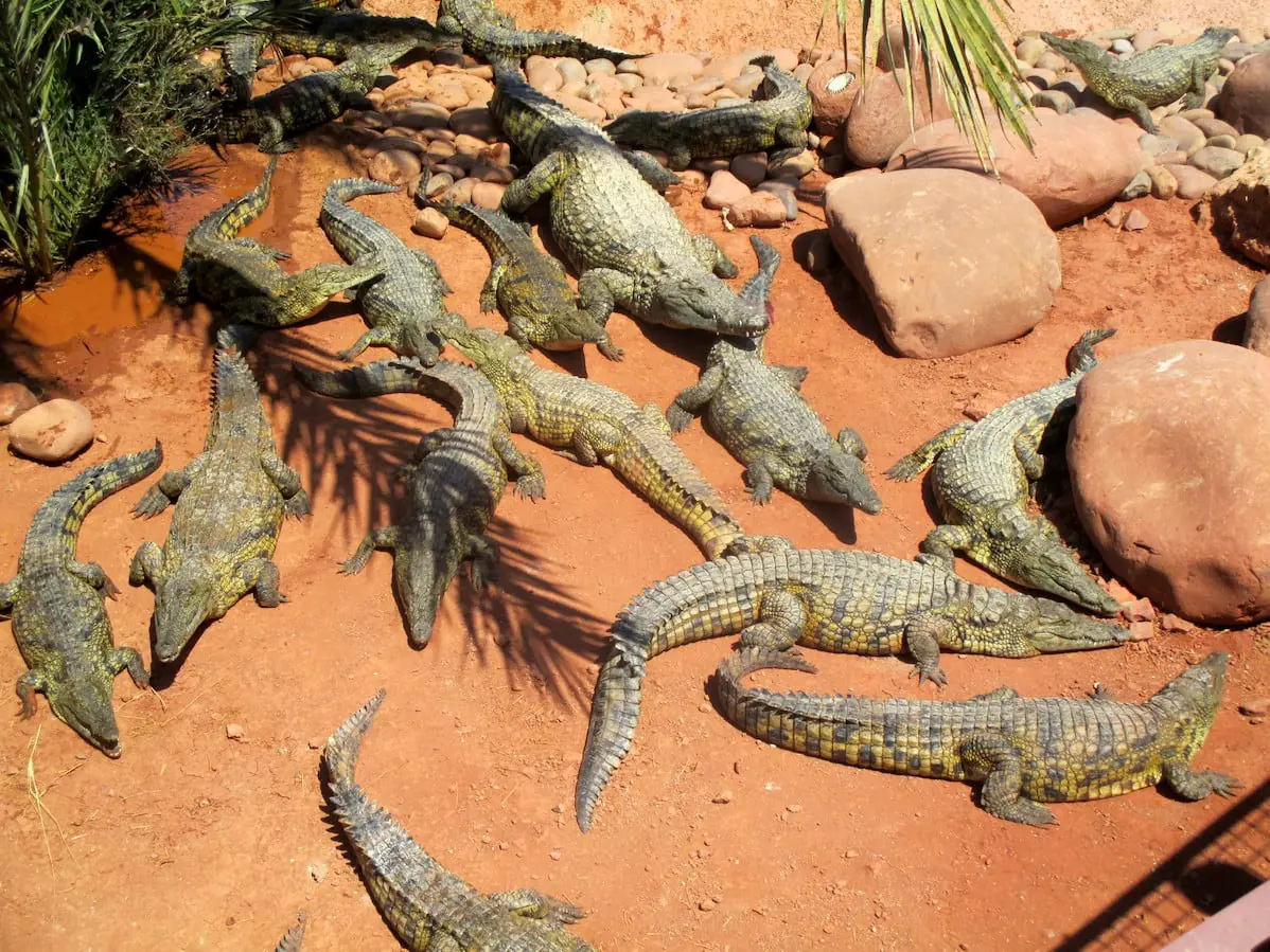 Une rencontre inattendue — Drarga · Agadir